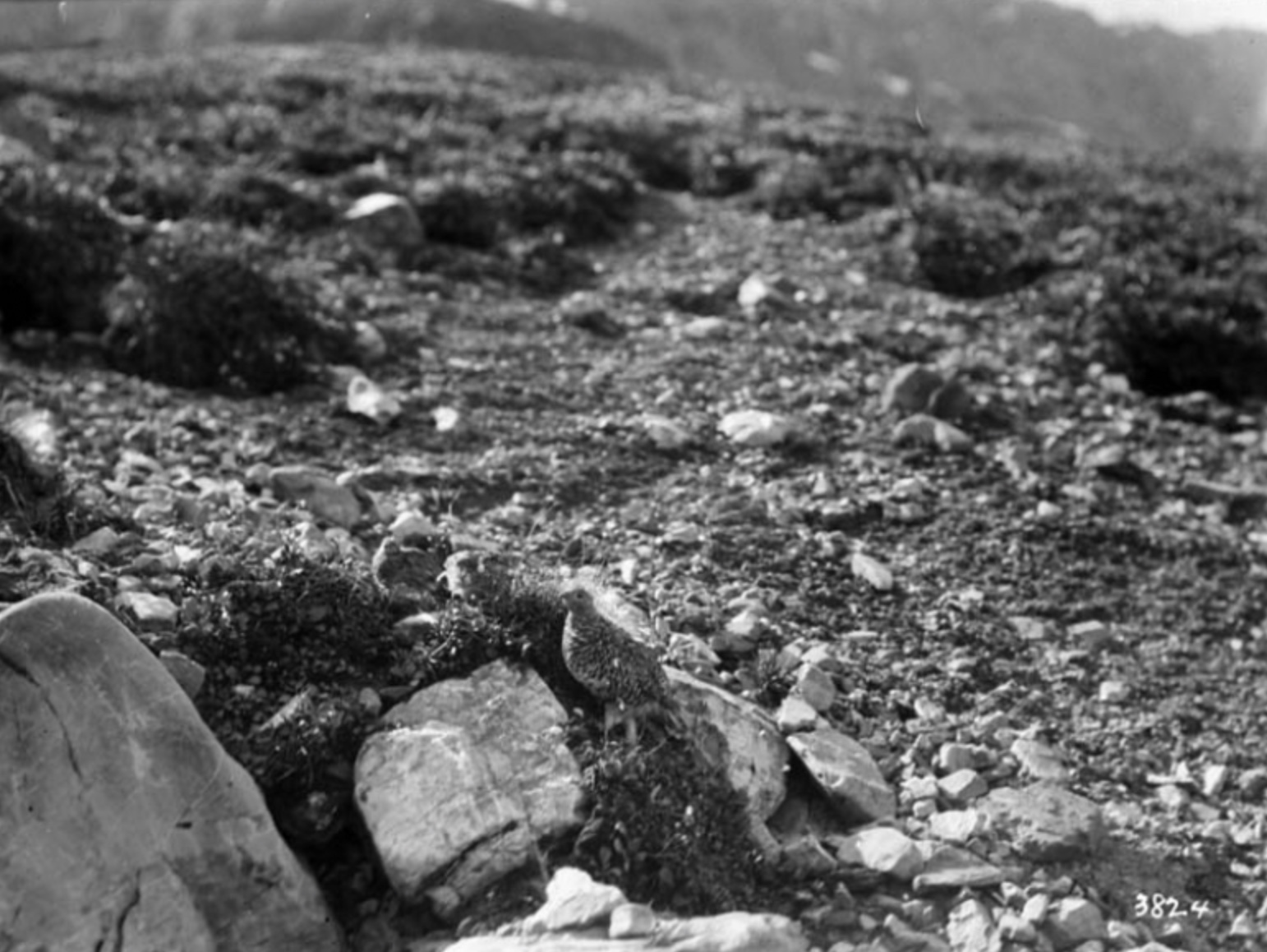 Grouse - Ptarmigan, Mount Robson
William James Topley, 1914