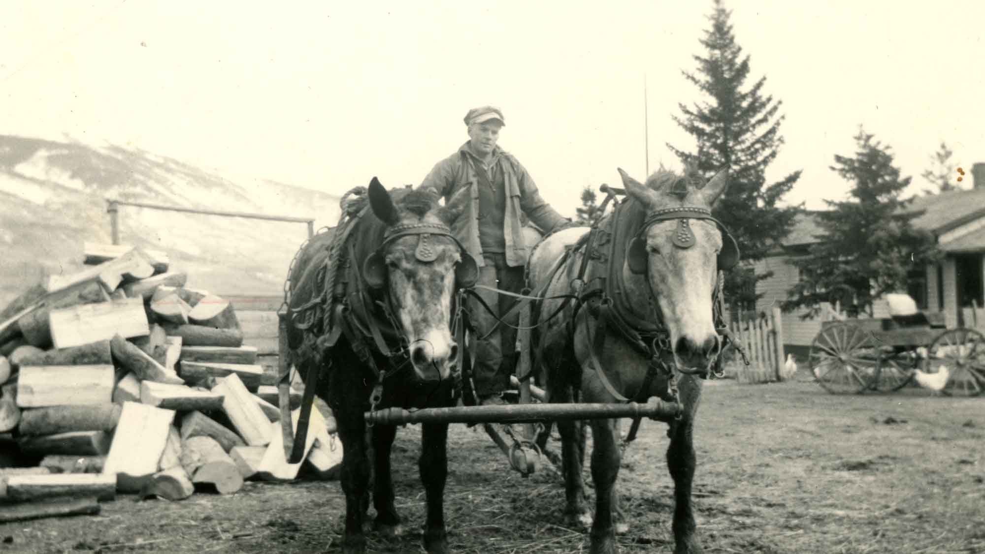 Doug Taggart with Horses. Date unknown.