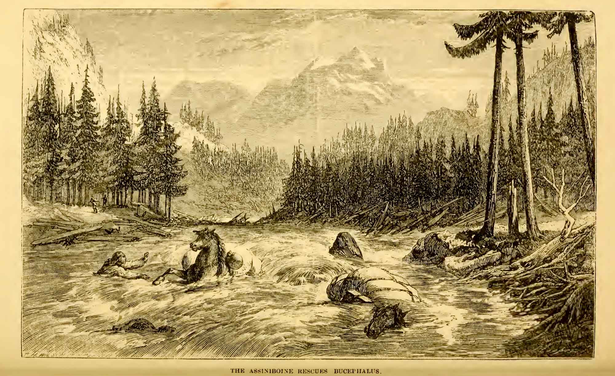 The Assiniboine rescues Bucephalus